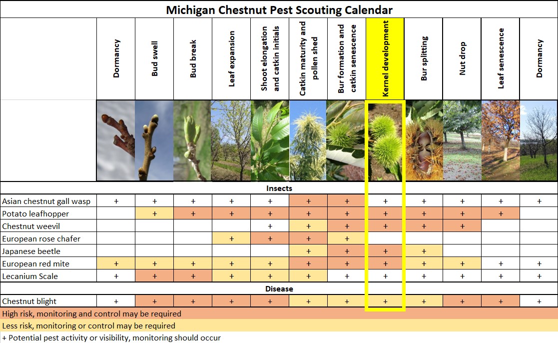 7-29 Chestnut Scouting Calendar